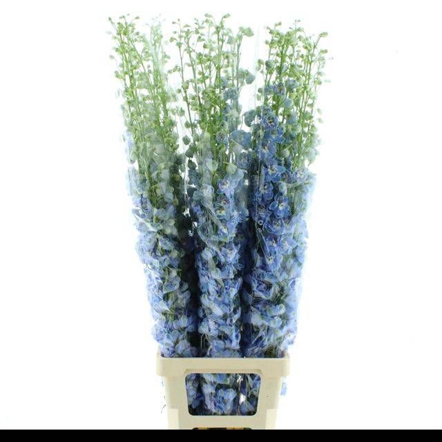 <h4>DELPH DU AUR L BLUE</h4>