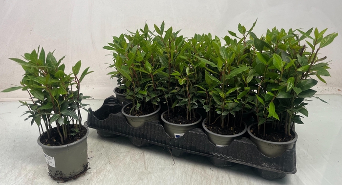 <h4>LAU NOBILIS</h4>