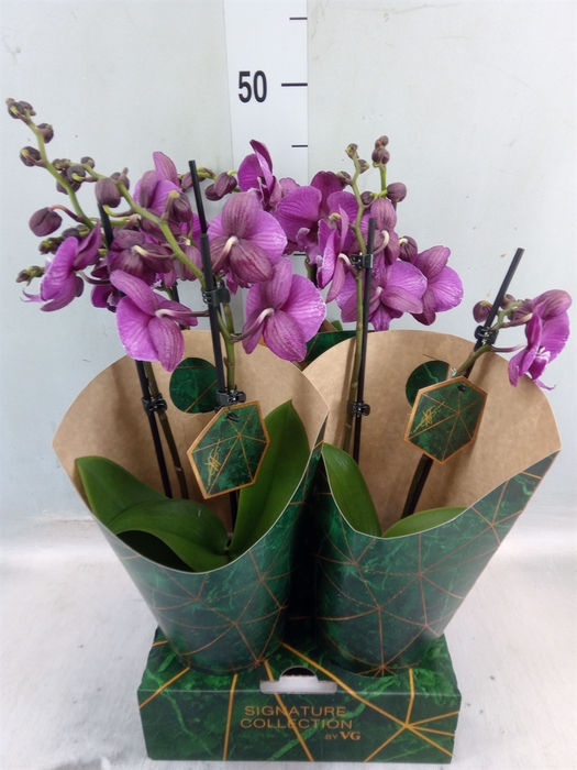 <h4>Phalaenopsis   ...</h4>