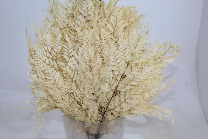 <h4>AVENCAO DESIDRATADO</h4>