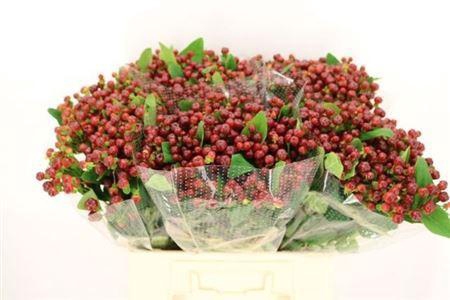 <h4>Hyp Mag Cherry Very Nice!!.</h4>