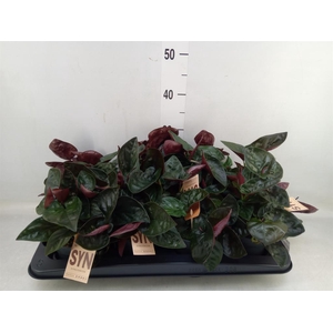 Syngonium   ...