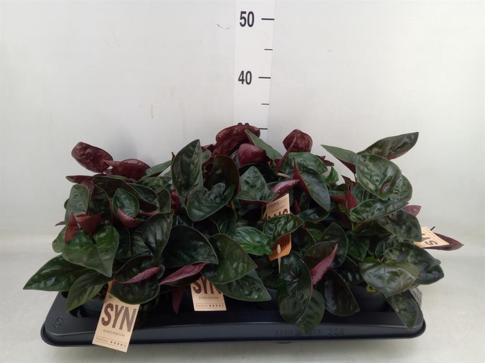 <h4>Syngonium   ...</h4>