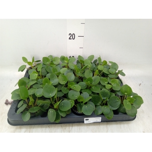 Pilea peperomoides