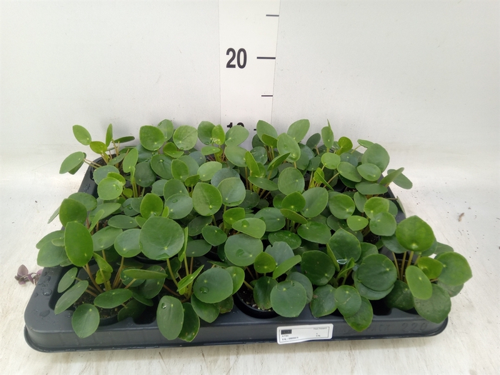 <h4>Pilea peperomoides</h4>