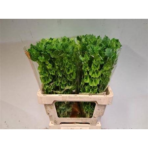 Moluccella Stuk P Stem