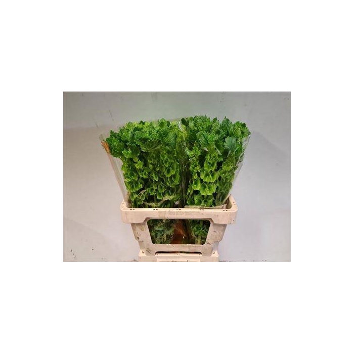 <h4>Moluccella Stuk P Stem</h4>