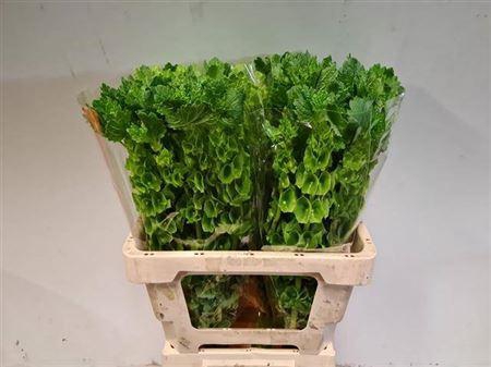 Moluccella Stuk P Stem