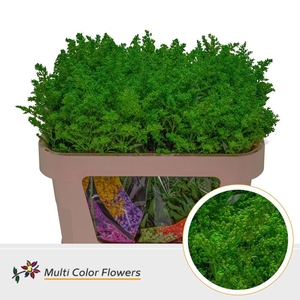 Solidago   ...colored  H%
