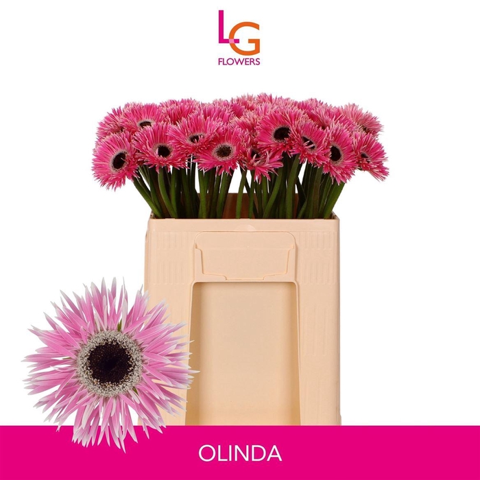 <h4>Ge Ms Punki Olinda</h4>