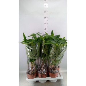 Pachira aquatica