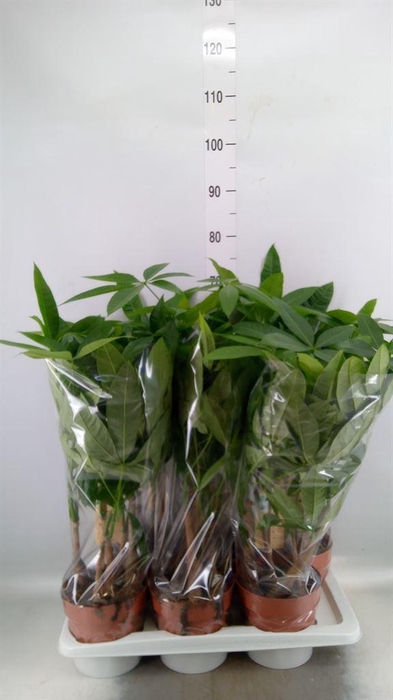 <h4>Pachira aquatica</h4>