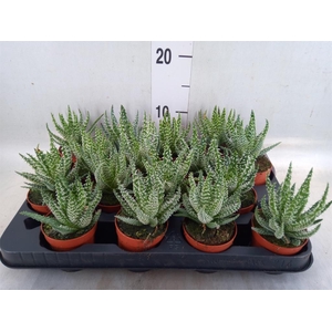 Aloe humilis