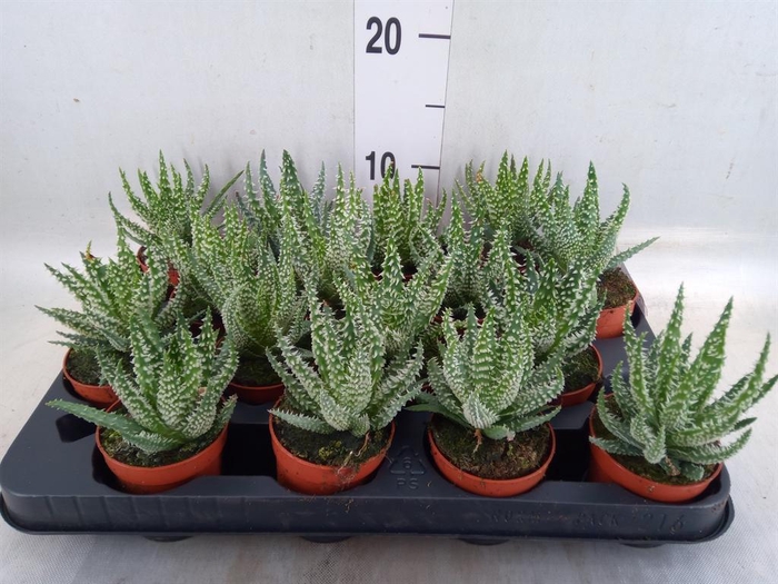 <h4>Aloe humilis</h4>