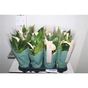 Anthu An Namora 4-5++++