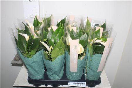 <h4>Anthu An Namora 4-5++++</h4>