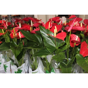 ANTHURIUM FELICITA P15 VERMELHO