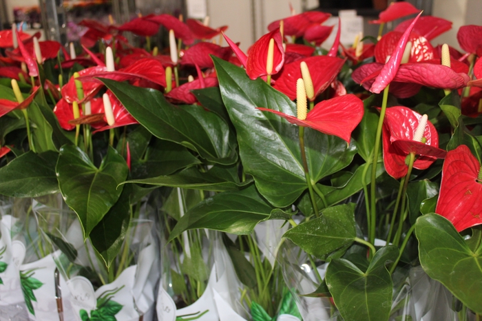 <h4>ANTHURIUM FELICITA P15 VERMELHO</h4>