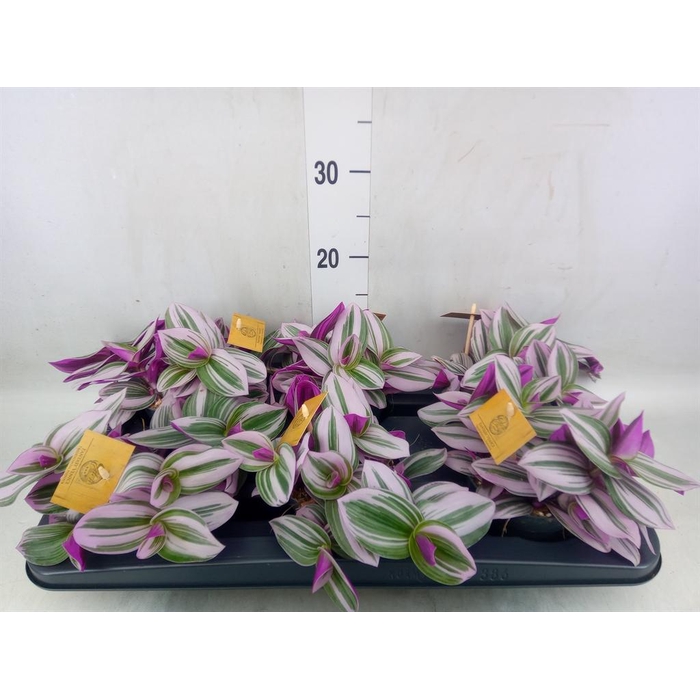 <h4>Tradescantia cerinth. 'Nanouk'</h4>