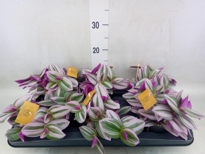 <h4>Tradescantia cerinth. 'Nanouk'</h4>