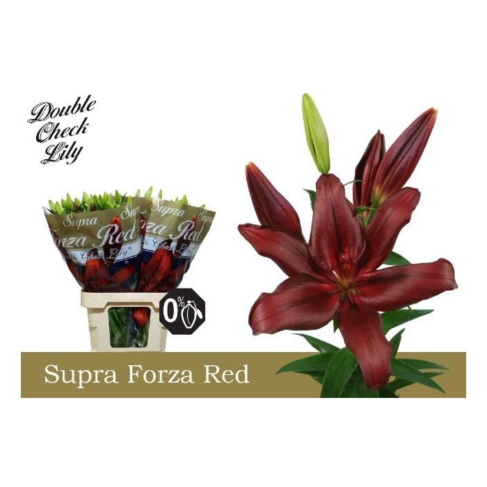 <h4>Li La Forza Red</h4>