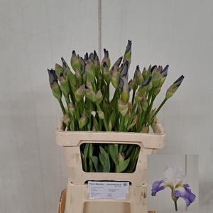 IRIS G CUP RACE