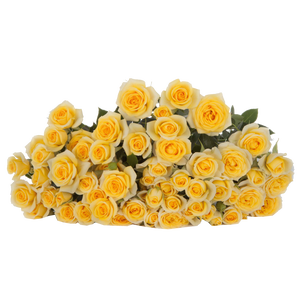 Rosa TR 'Yellow Babe' Flora Ola