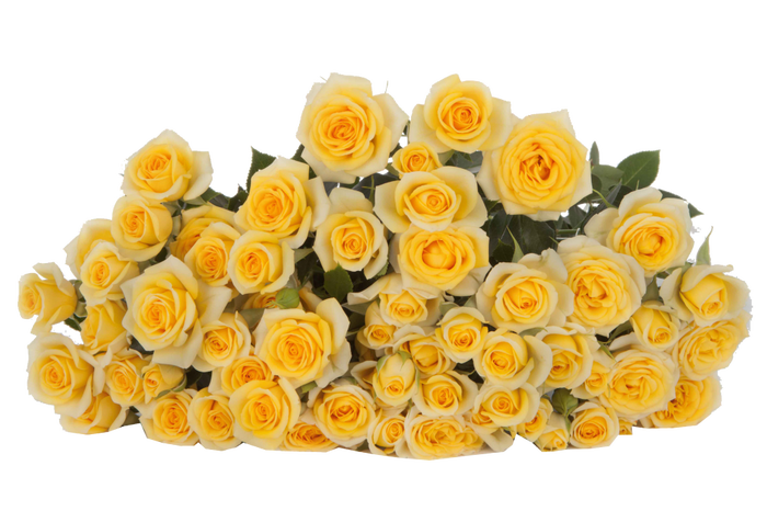 <h4>Rosa TR 'Yellow Babe' Flora Ola</h4>