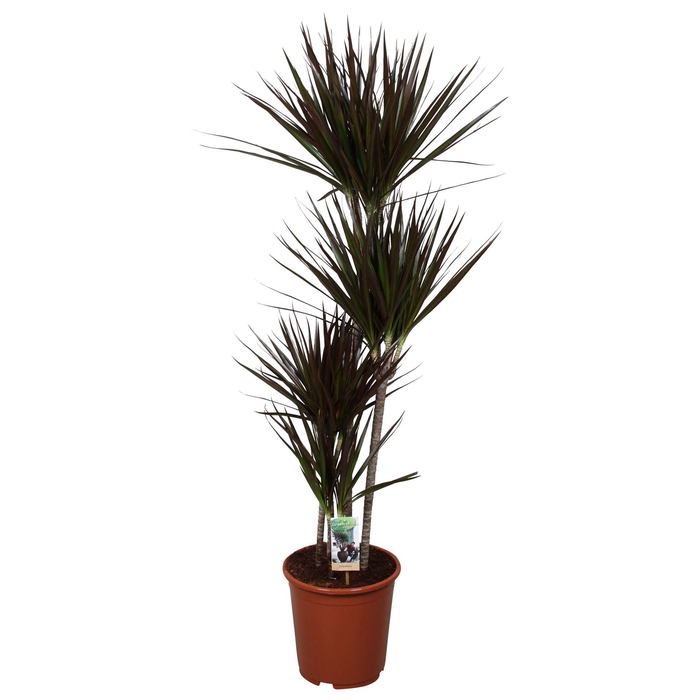 <h4>Dracaena marg. 'Magenta'</h4>