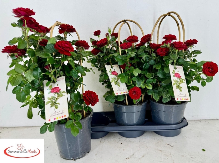 <h4>ROSA OV</h4>