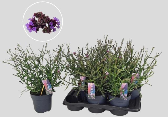 <h4>VERBE BONARIENSIS</h4>