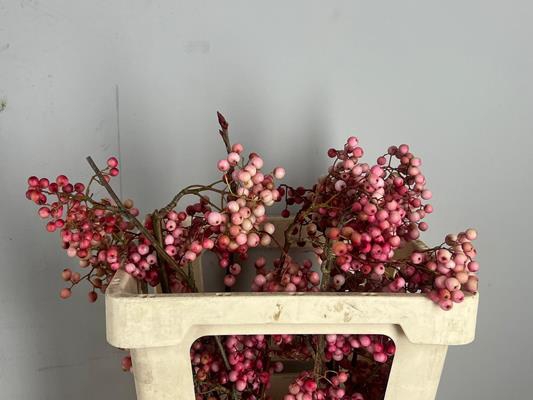 Sorbus Pink Pearl