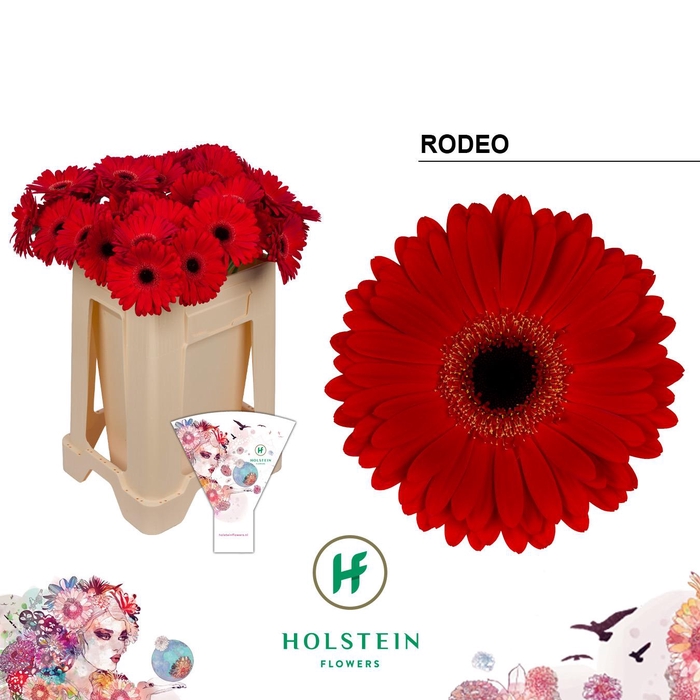 <h4>Gerbera Rodeo</h4>