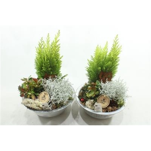 2726 ZINK+CONIFEER AMAR