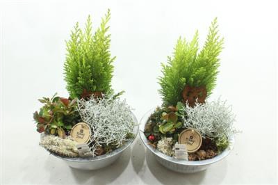 <h4>2726 ZINK+CONIFEER AMAR</h4>