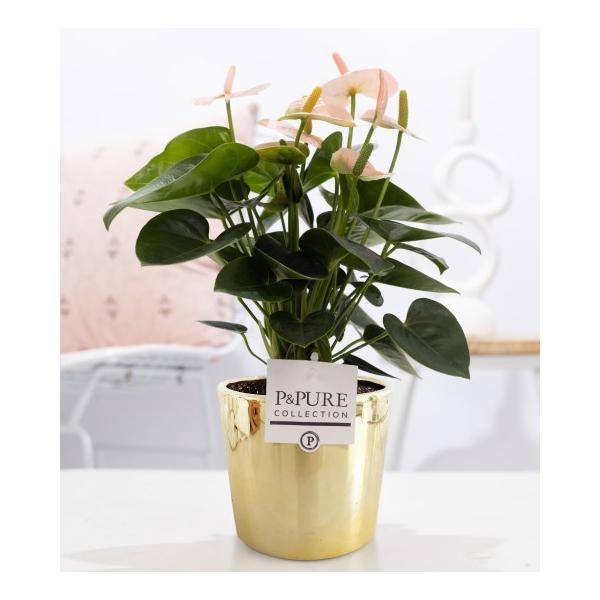 <h4>Anthurium pink (Spirit) in P&PURE Laryssa ceramics shiny gold</h4>