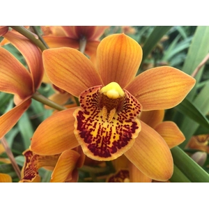 Cymb Mi Majolica Leekade X30 20% Extra Packed