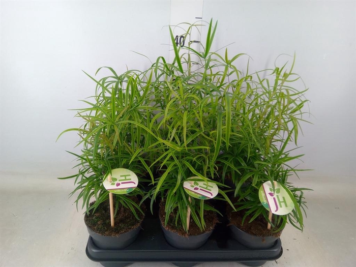 <h4>Asparagus falcatus</h4>