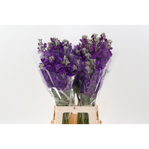 Matth Wave Dark Lavender ECU