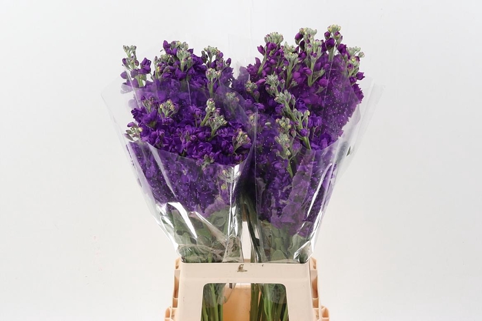 <h4>Matth Wave Dark Lavender ECU</h4>