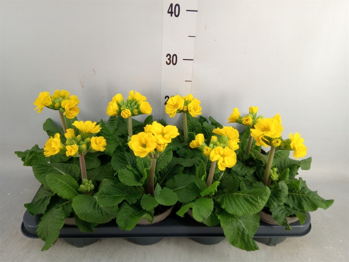 <h4>Primula elat.</h4>