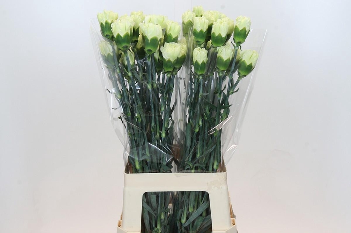 <h4>Dianthus St Lady Midori</h4>