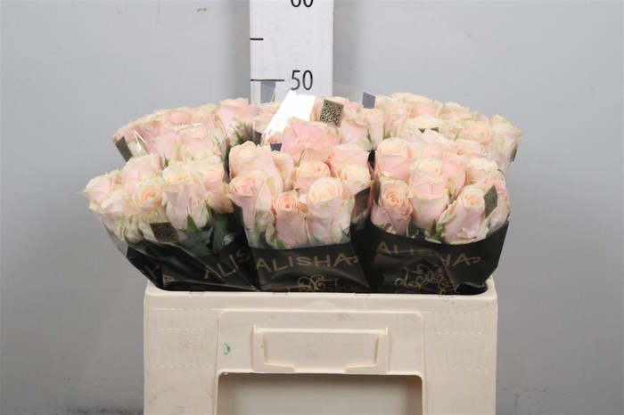 <h4>R Gr Roxanne+</h4>