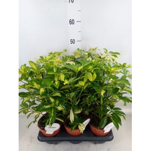 Schefflera arbor.   ...