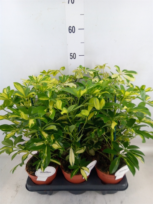 <h4>Schefflera arbor.   ...</h4>