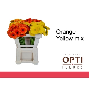 GE MI ORANGE YELLOW MIX-Water