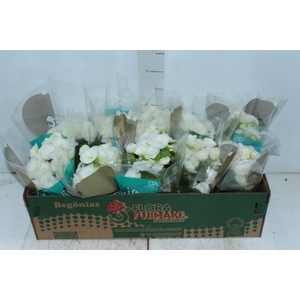BEGONIA P11 BRANCO