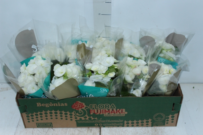 <h4>BEGONIA P11 BRANCO</h4>