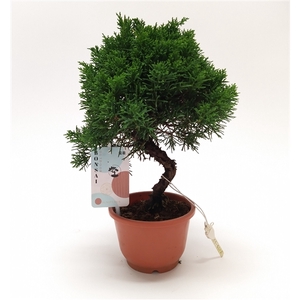 Juniperus Bonsai S-shape 12 cm (herkomst: Japan)