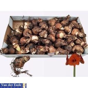 <h4>BLOEMBOL HIPPEASTRUM</h4>